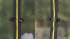 Батут Hasttings Air Game 15 ft (460 см) Батут Hasttings Air Game 15 ft (460 см)
